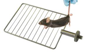 THS727-260-Am5-16-24_0.09kg_mice_grip_strength_A1